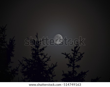 Misty night waxing gibbous super moon. Night time forest background.