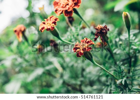 Vintage Flowers Background