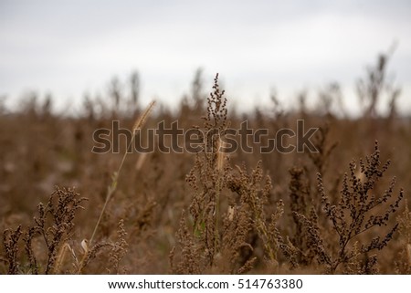 timothy grass and mugwort on the field in autumn