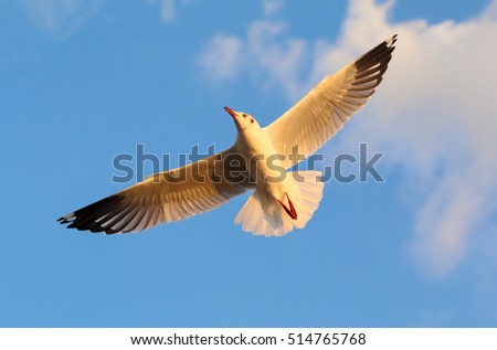 Sunlight with Seagull