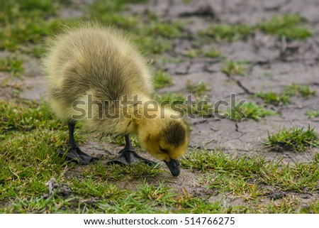 Cute little duckling on the ground