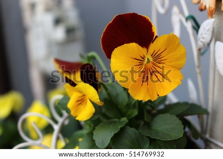 Yellow and red pansy