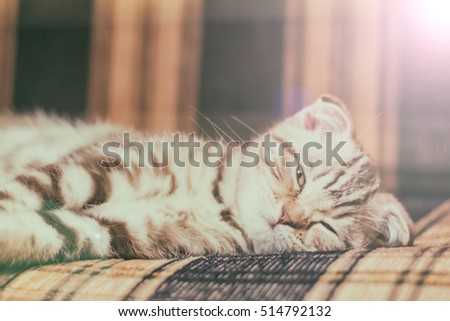 Scottish Fold kitten lying on the couch, asleep, but woke up and funny squinted