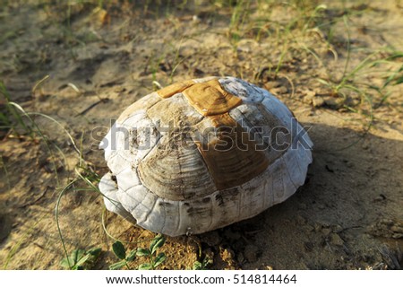 Central Asian tortoise (Agrionemys horsfieldii) shell in the spring desert of the Western Kazakhstan