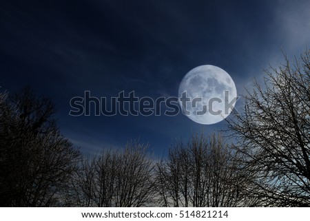 
Dark forest at night with full moon 
