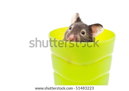 hamster in a cup