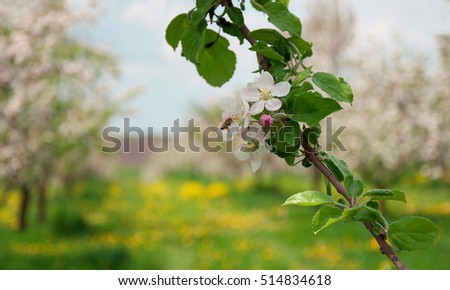 Apple Tree Blossom with White Flowers