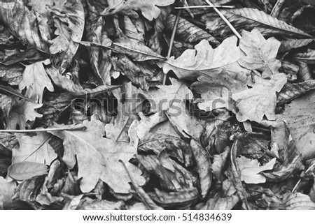 Fallen leaves of chestnut, maple, oak, acacia.  Autumn Leaves Background. Soft colors, black and white photo
