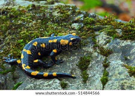 Gorgeous Fire Salamander, Salamandra salamandra, spotted amphibian on the grey stone with green moss. Beautiful animal in the nature.