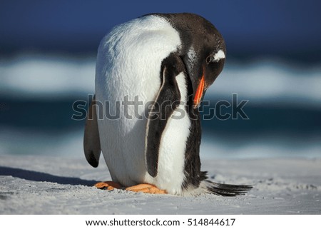 Gentoo penguin, Pygoscelis papua, cleaning feathers on the white beach with dark blue sea wave, Falkland Islands.