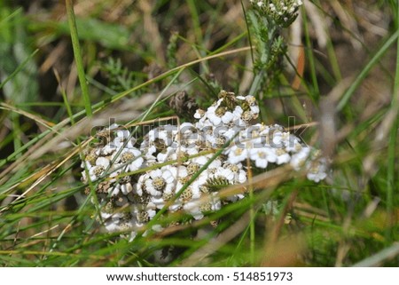 Close up, white flowers in the grass, Ireland.