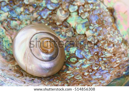 A small mother of pearl shell nested inside an abalone shell Royalty-Free Stock Photo #514856308