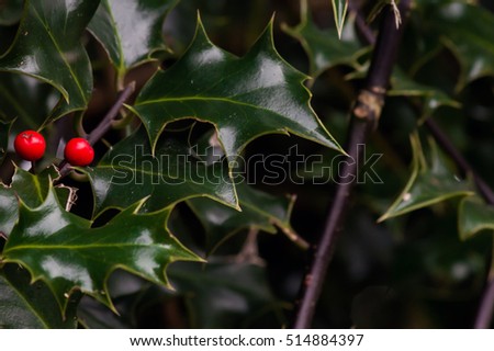 Close-up of holly leaves and berries