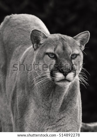 A Beautiful North American Mountain Lion in black and white