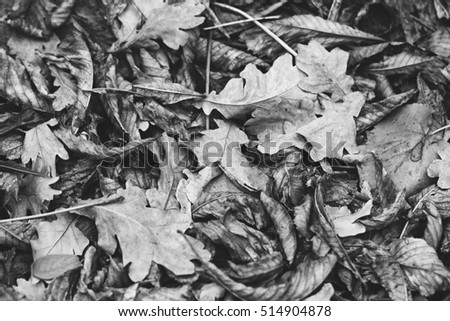 Fallen leaves of chestnut, maple, oak, acacia.  Autumn Leaves Background. Soft colors, black and white photo