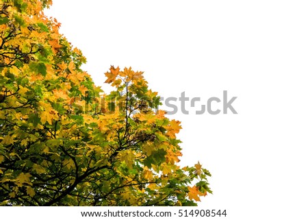 Tree Branch with yellow leaves, autumn. With white background