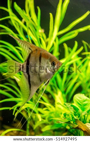A green beautiful planted tropical freshwater aquarium with fish pterophyllum scalare