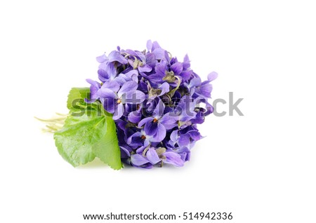 beautiful spring flowers bouquet of violets Close-up, picture with soft focus