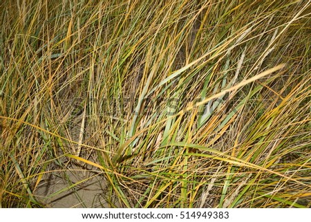 Background of green long grass