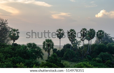 The morning light with palm trees on the beach.