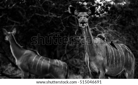 Curios Kudu female staring at me. 