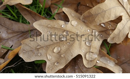After rain leaf