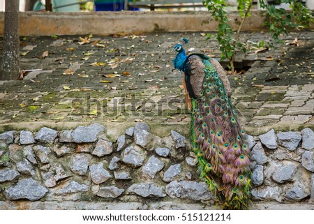 green beautiful peacock