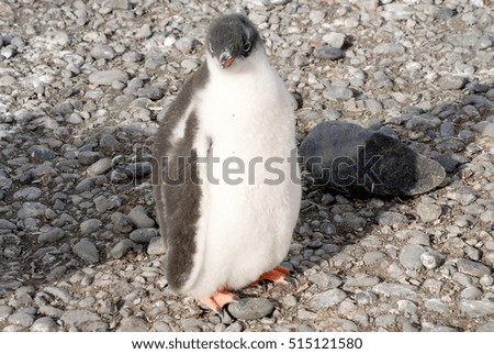 Wild penguins resting by the sea coast