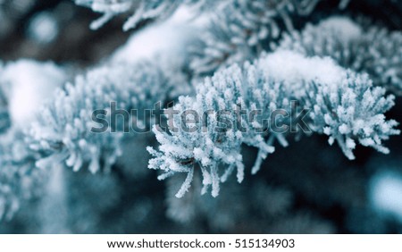 Winter frost on spruce tree  close-up .Shallow depth-of-field. 