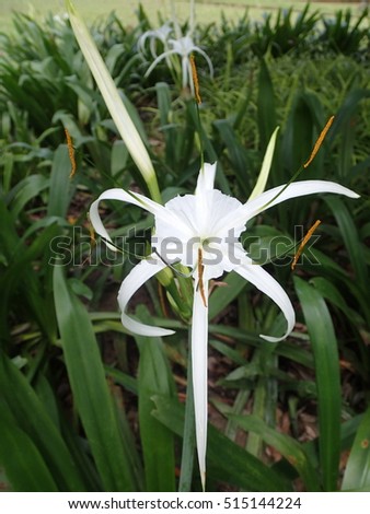 White spider lily flower (portrait)