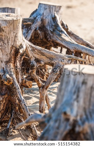 Parched and weathered tree stumps in the sand dunes of a national park with the largest sand drifts of Europe