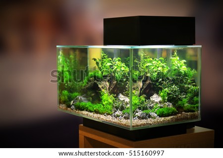 Pet shop aquarium