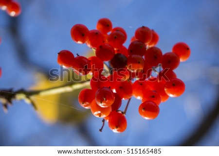 Red wild berries on tree against a blue sky