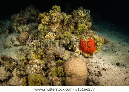 A coral reef at night