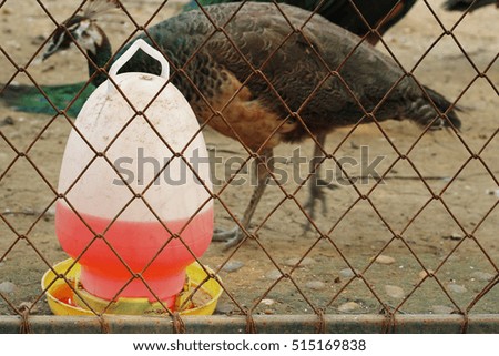pet water bottle in bird cage