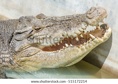 Endangered Borneo crocodile species. A picture of a croc with opened mouth full of teeth specialized on catching fish.