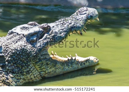 Endangered Borneo crocodile species. A picture of a croc with opened mouth full of teeth specialized on catching fish.