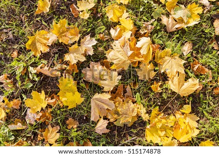 green grass full of fallen leaves, note shallow depth of field