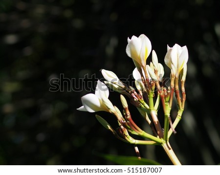 blur bokeh picture closeup shallow DoF of yellow white flowers of Frangipani, Plumeria, Templetree exotic aroma smell BALI style spa flowers on a sunny day in natural outdoor real tropical environment