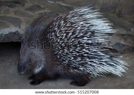 Indian crested porcupine (Hystrix indica), also known as the Indian porcupine. Wildlife animal. 