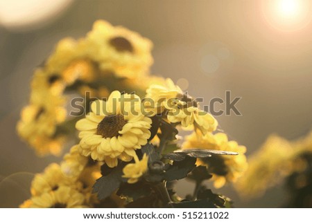 Under the sun the chrysanthemum
Flower show chrysanthemum shoot