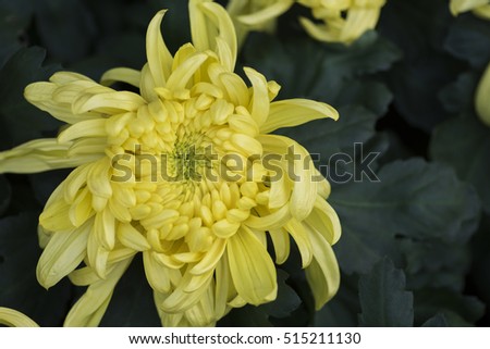 chrysanthemum
Flower show chrysanthemum shoot