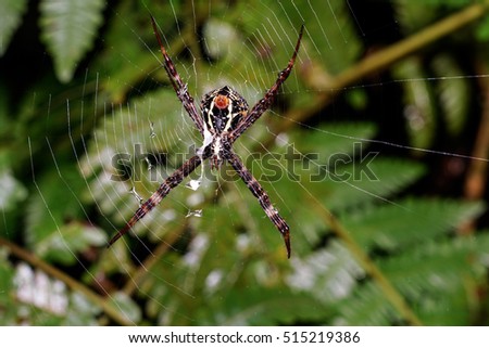 A brown stripes spider on its spiderweb