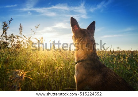 Small chihuahua dog enjoying golden sunset in grass. It stands back to camera on colorful field and looks to horizon. Blue sky and white clouds around. Picture is shot from down position.