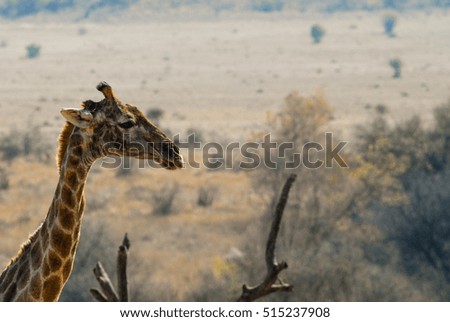Head of a giraffe in front of  Savannah to the horizont
