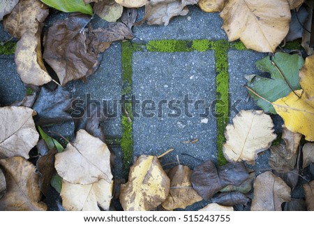 framed top view of autumn leaves on the ground on top of concrete pavers