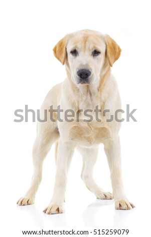 full body picture of a labrador retriever dog standing up on white background