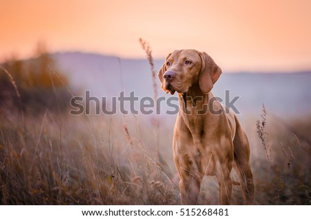 Hungarian hound dog Royalty-Free Stock Photo #515268481
