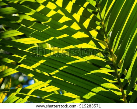 lively beautiful fresh healthy green brown palm tree leaves hi-light and shadows on a sunny day with blur leaves in depth of field and dark green bokeh background