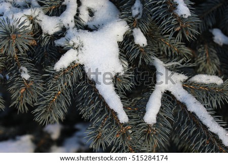 Spruce branch. Winter nature. Fluffy Christmas tree. Blue spruce. Selective focus.